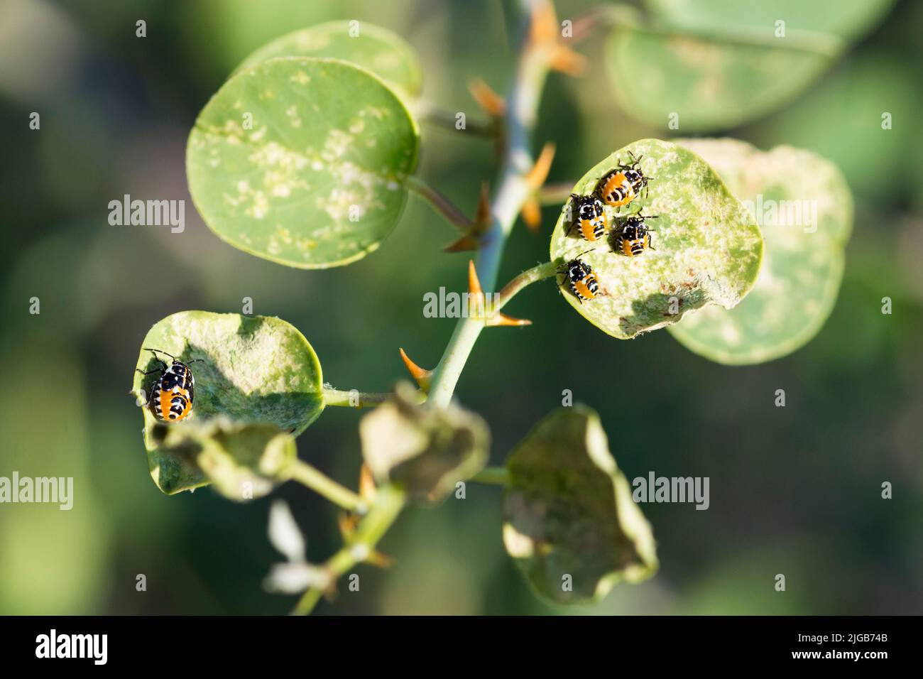 Harlequin bugs on a caper bush leaves, Murgantia Histrionica Stock Photo