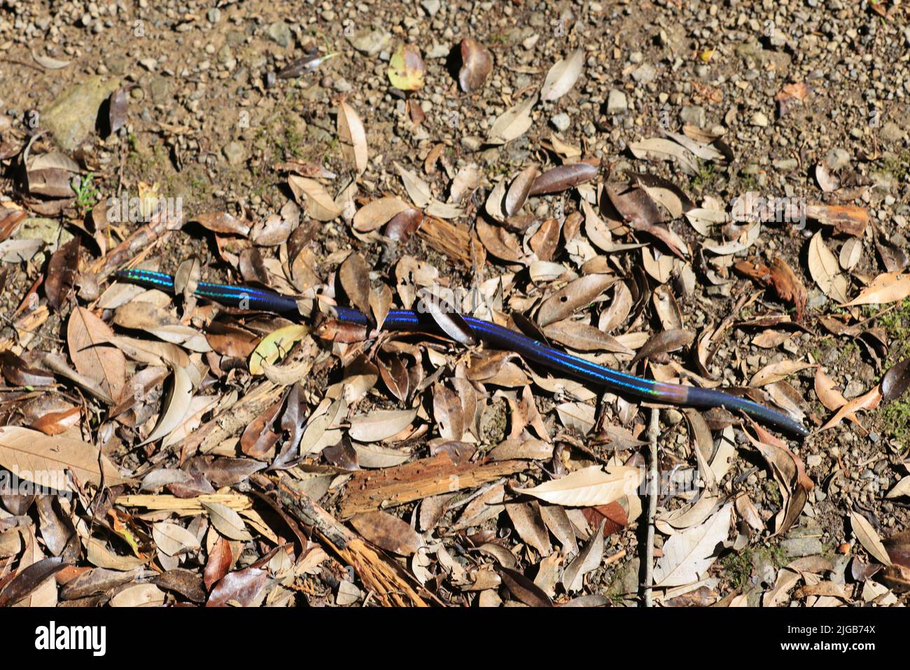 Japanese Giant Earthworm (Pheretima sieboldi ) in Japan Stock Photo Alamy