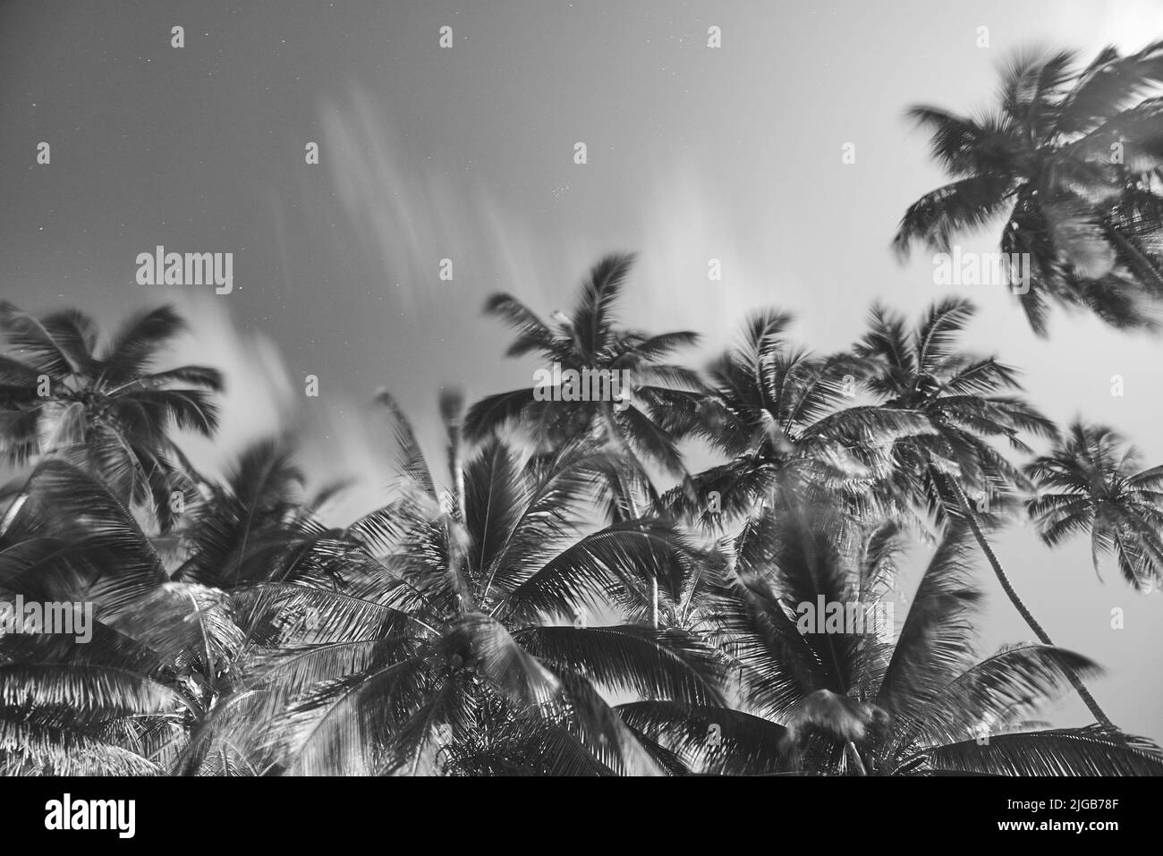 palm trees with coconut on background of night sky with stars Stock Photo