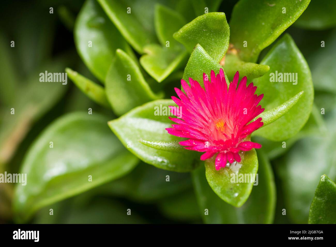 Baby Sun Rose flower in bloom, Mesembryanthemum Cordifolium Stock Photo