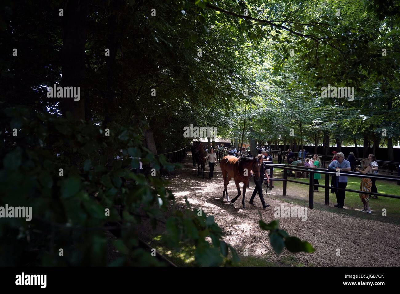 Horses in the parade ring on Darley July Cup Day of the Moet and