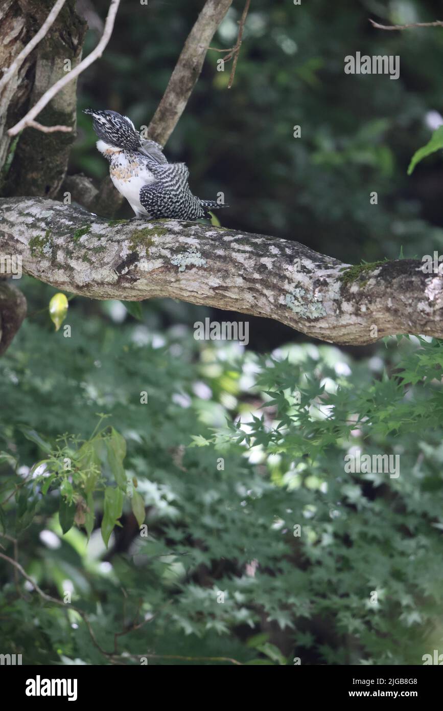 Crested Kingfisher (Megaceryle lugubris lugubris) in Honshu, Japan Stock Photo