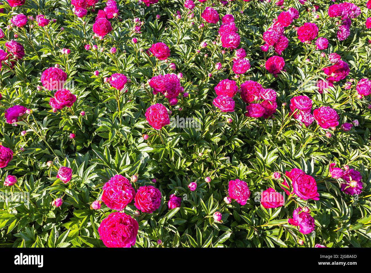 A bush of red pink peonies blooms in the garden. Paeonia suffruticosa Stock Photo