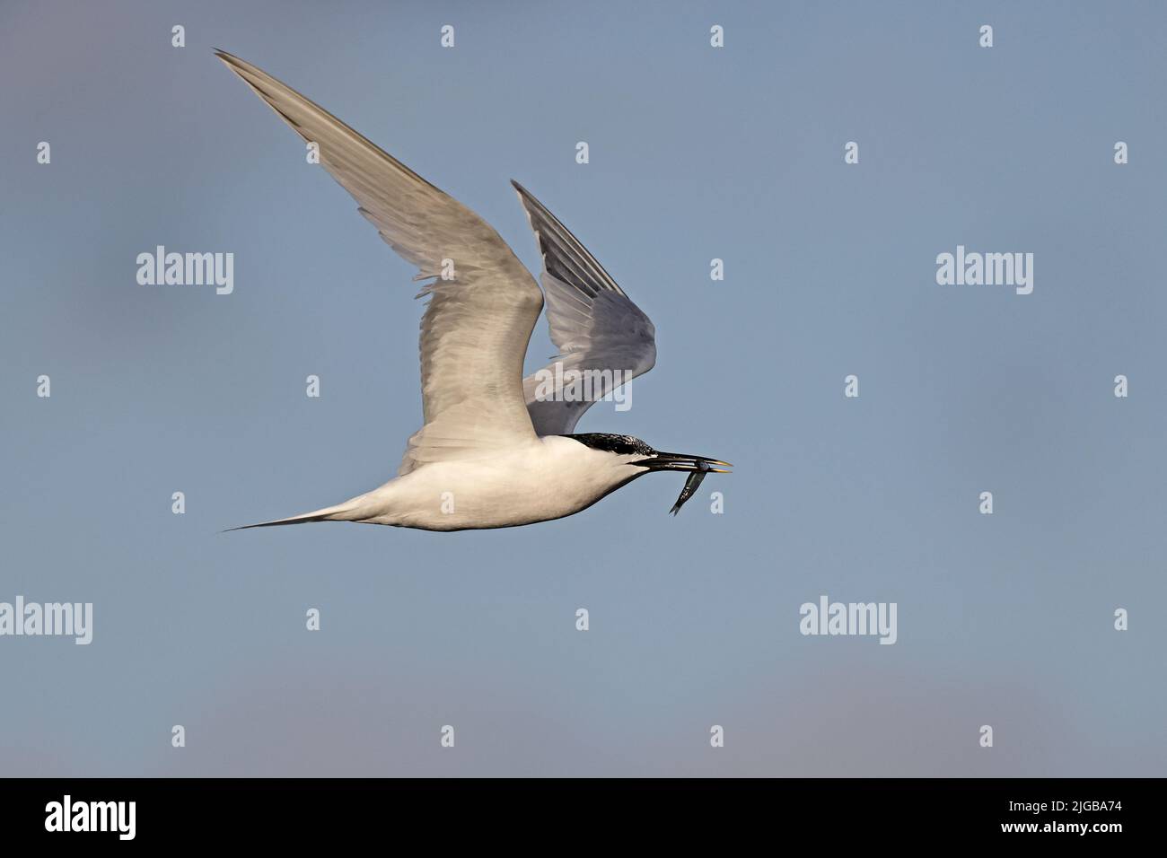 Sandwich Tern in flight with food Cemlyn lagoon Anglesey Wales Stock Photo