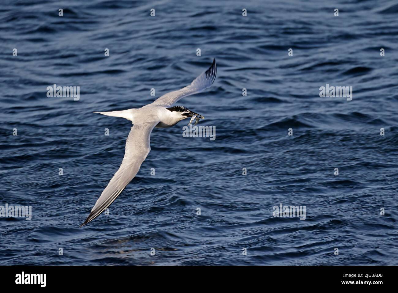Sandwich Tern in flight with food Cemlyn lagoon Anglesey Wales Stock Photo