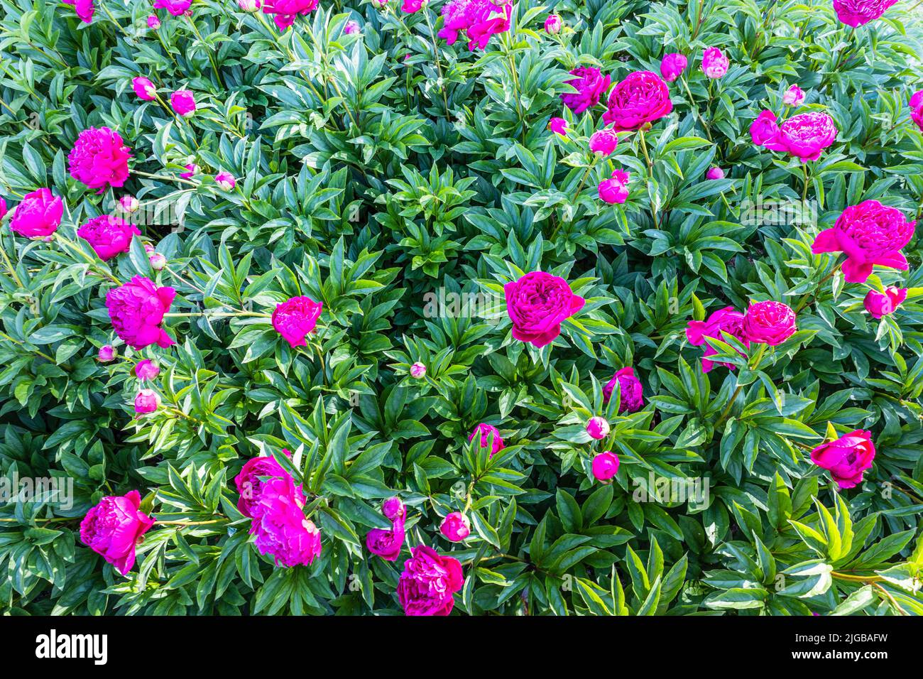 A bush of pink peonies blooms in the garden. Paeonia suffruticosa Stock Photo