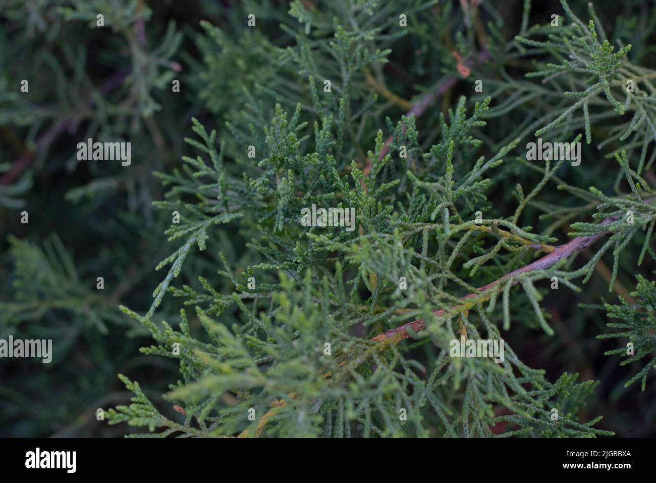 Green thuja tree close-up on a blurry background Stock Photo