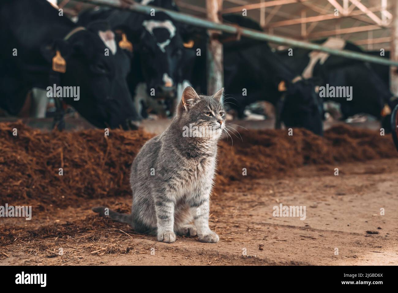A big gray cat hanging out with some cows in a barn. The cat lives on a