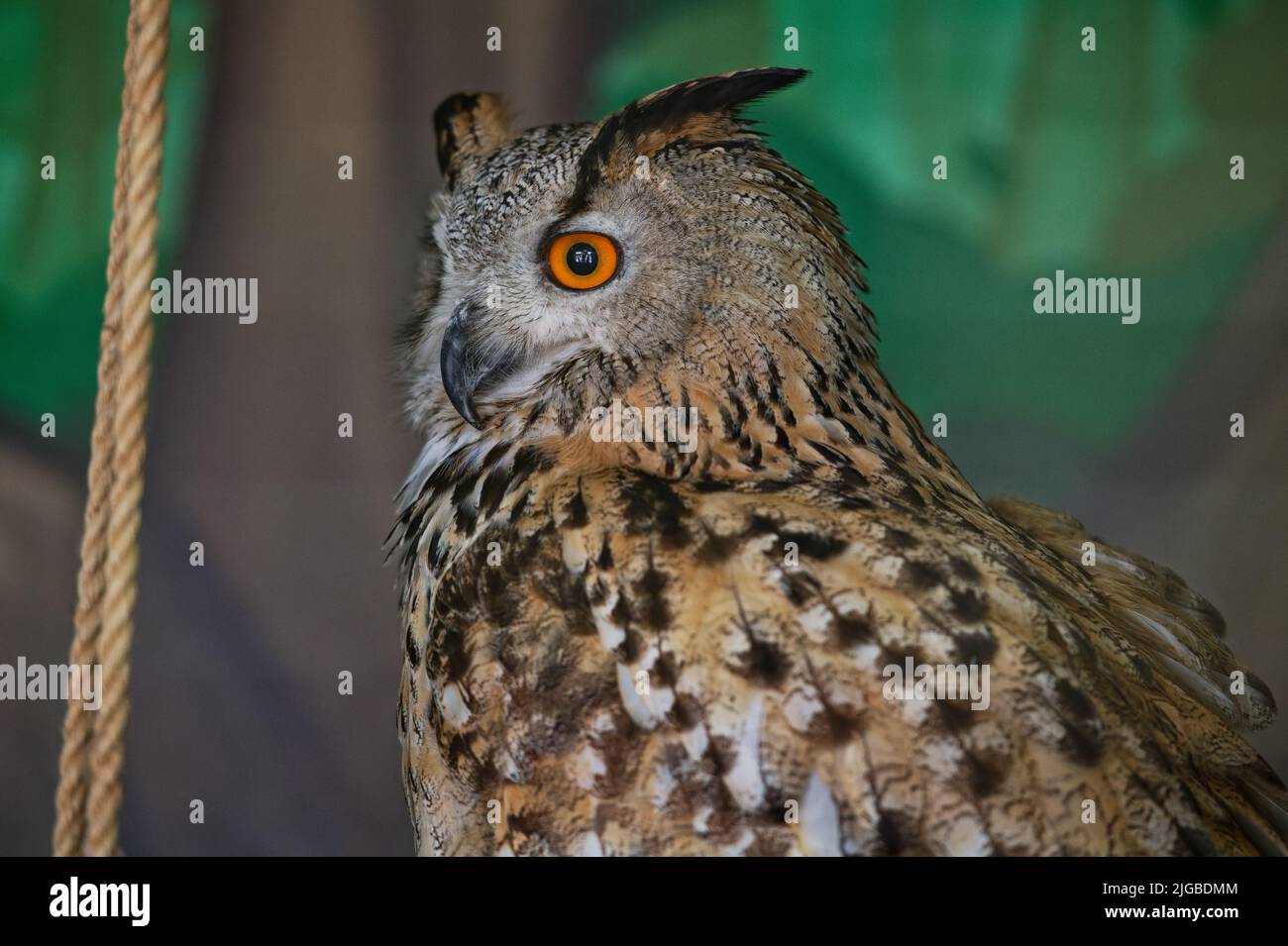 The common owl, bubo bubo, sits in the zoo enclosure and looks to the left. Portrait. Close-up. Stock Photo