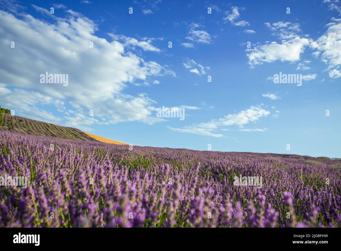 beautiful Lavender flower blooming fields in endless rows. Stock Photo
