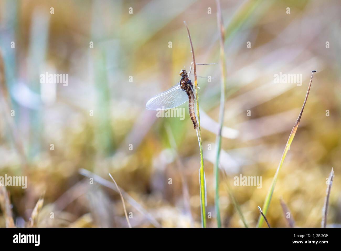 A leptophlebia vespertina mayfly resting in grass, natural colors, low point of view Stock Photo