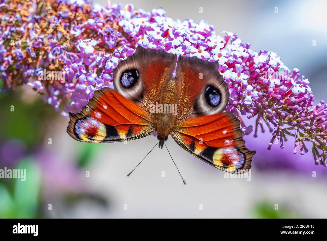 Painted Lady butterfly vanessa cardui feeding nectar from a purple ...