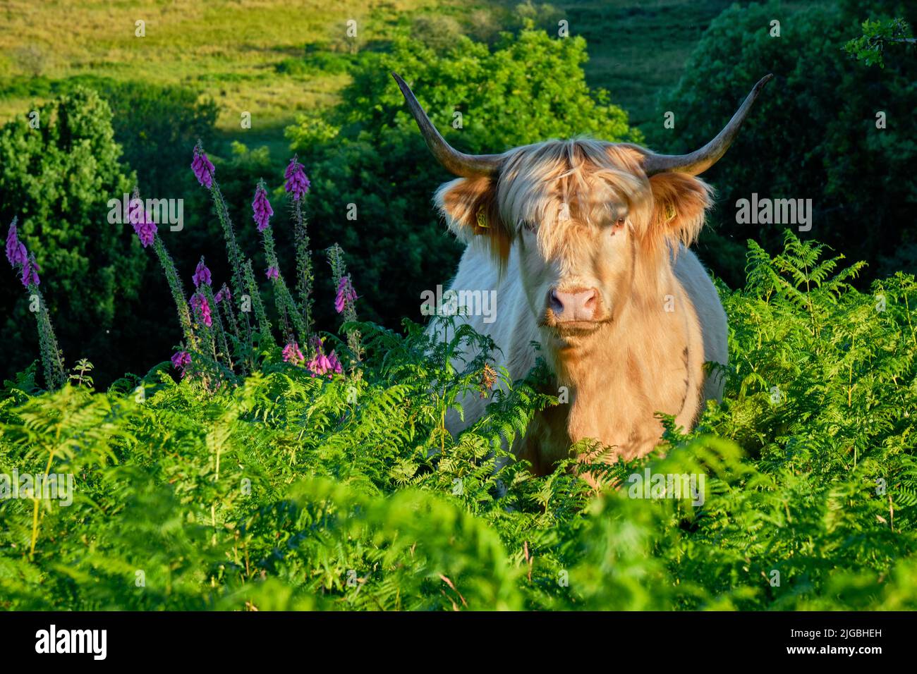 Highland cow on the Lawley near Church Stretton, Shropshire Stock Photo
