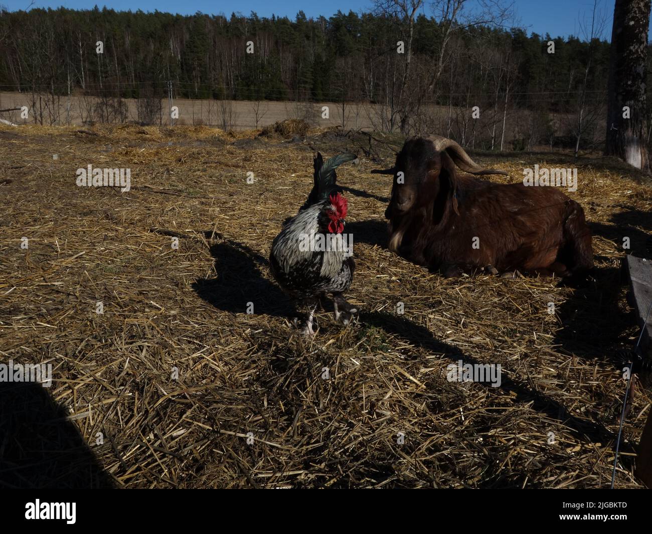 Goats and poultry go well together in the yard. Stock Photo
