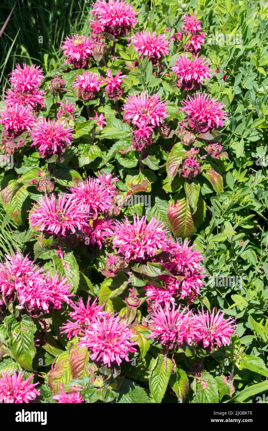 Bergamot, Monarda, Oswego tea, Ornamental, Pink Plant Garden, Flowers Monarda 'Bee Merry' Stock Photo