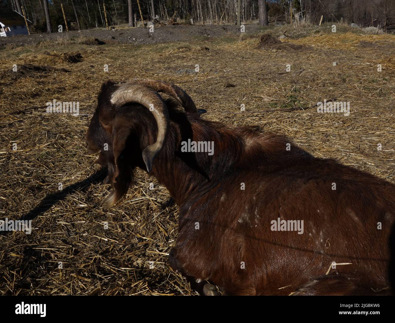 The goats enjoy themselves in the spring sun and let the days go by. Stock Photo