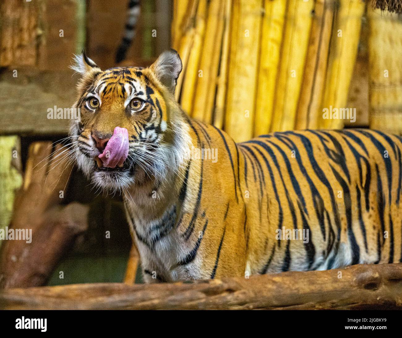 Sumatran tiger (Panthera tigris sumatrae), rare tiger subspecies that