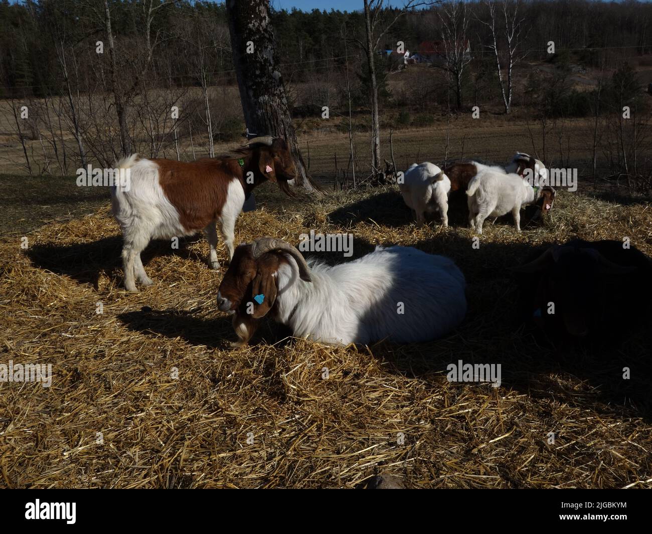 The goats enjoy themselves in the spring sun and let the days go by. Stock Photo