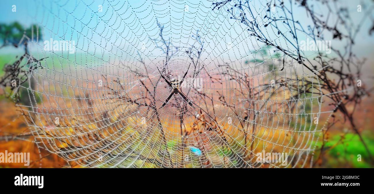 A spider on its web on a blurry background Stock Photo