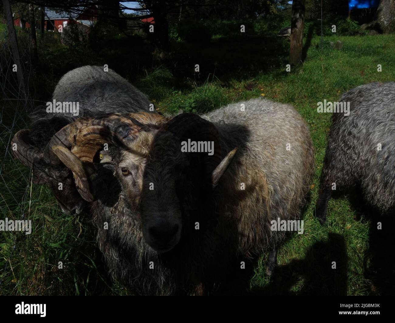 Domestic sheep on summer pasture. Stock Photo