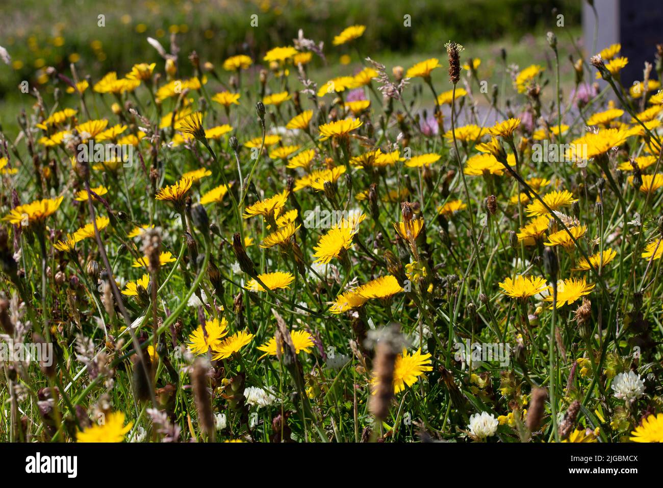Dandelions in a hedge, County Kerry, Ireland Stock Photo
