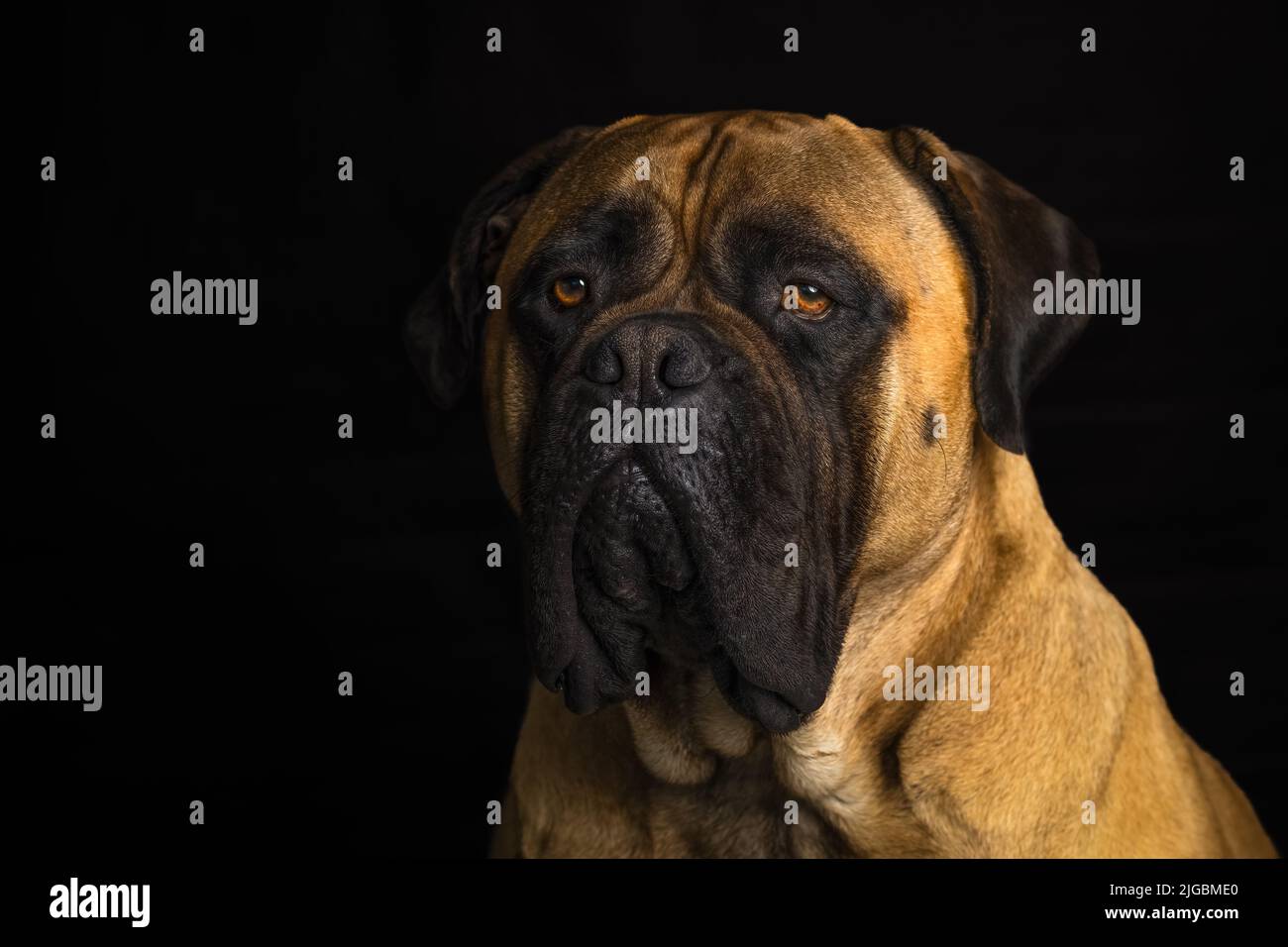 A portrait of a large adult bullmastiff with beautiful eyes with a black background on Mercer island Washington Stock Photo