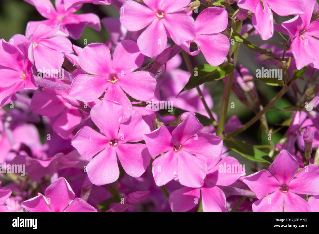Close up Pink Flower, Phox 'Christine' Garden Phlox amplifolia Stock Photo