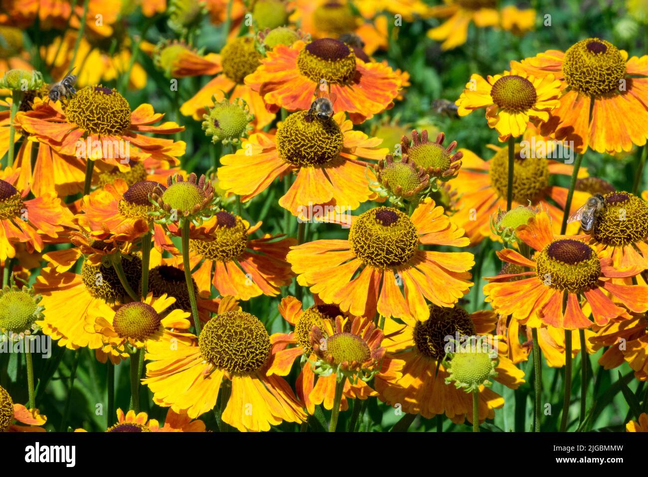 Orange Helenium 'Waltraut' flowers Stock Photo