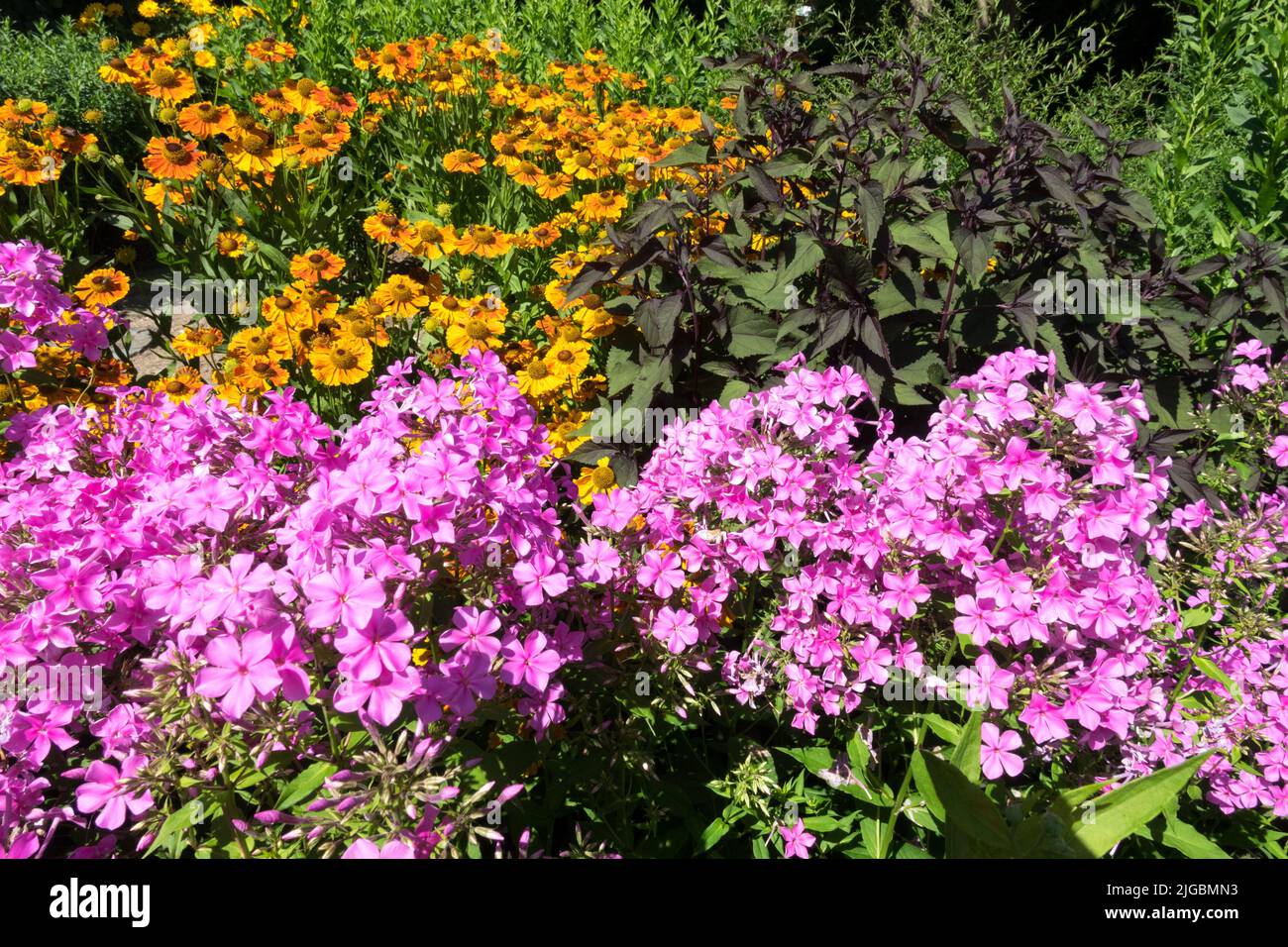 Phlox amplifolia, Helen's flower, Pink Phlox, Mix Flowers Pink Orange, Helenium Stock Photo