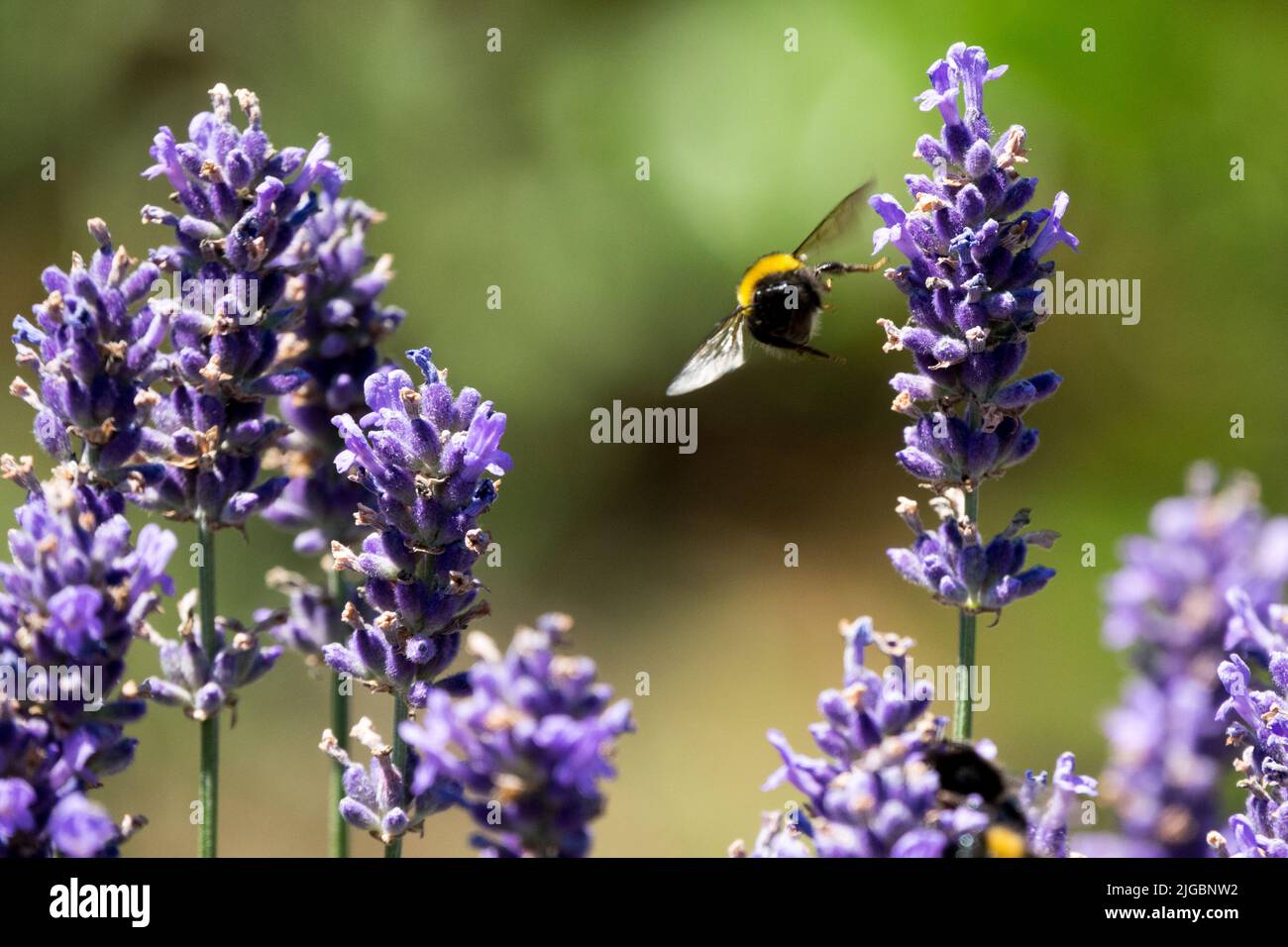 Bumblebee flying Lavender flower Stock Photo