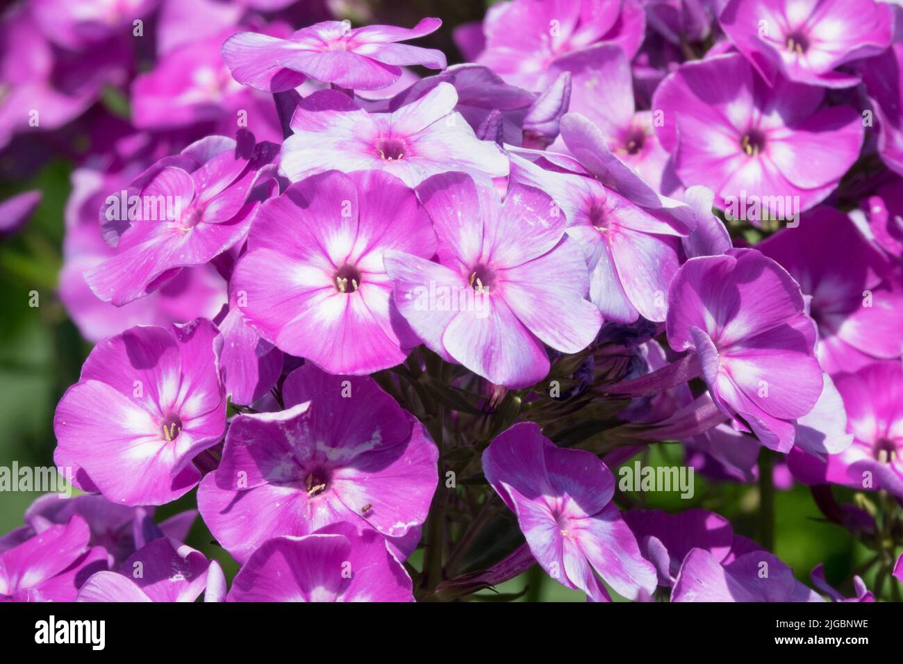 Purple Garden phlox, Flower, Phlox paniculata 'Fiosin', Close up, Flowers Purple Phlox Stock Photo