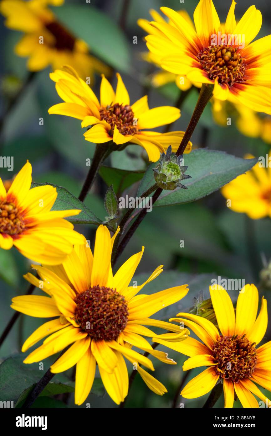 Heliopsis helianthoides Scabra, Flowers, Heliopsis 'Burning Hearts' Stock Photo
