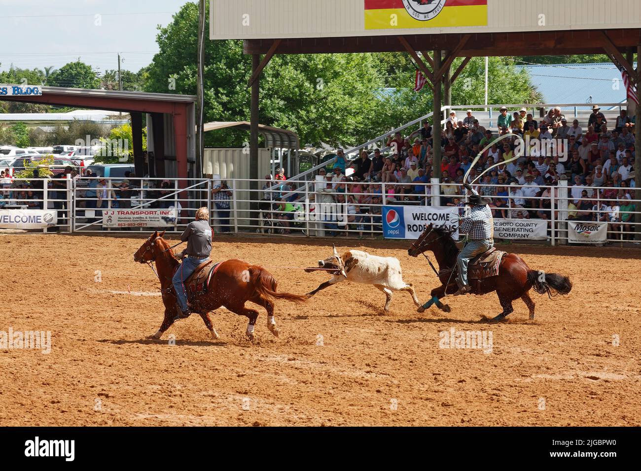 Rodeo, 2 men riding horses, chasing small steer, roped on horn, swinging lasso, skill, motion, sport, spectators, contest, competition, animal, people Stock Photo