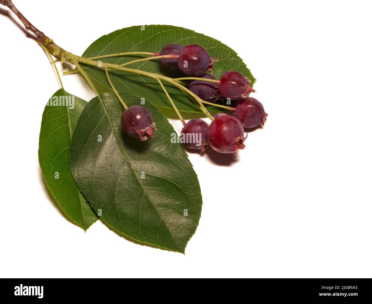 June Berry Hi Res Stock Photography And Images Alamy