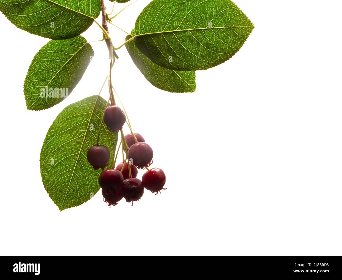 June Berry Hi Res Stock Photography And Images Alamy