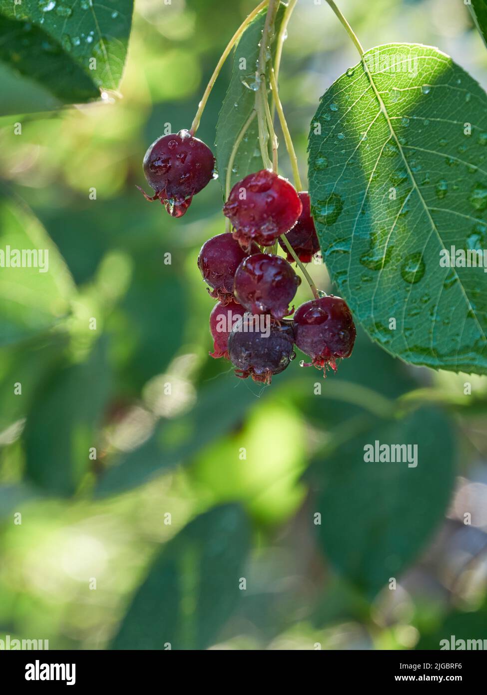 The ripening variously named Service berry, Saskatoon berry, shad berry, June berry detail in a tree and bush Stock Photo