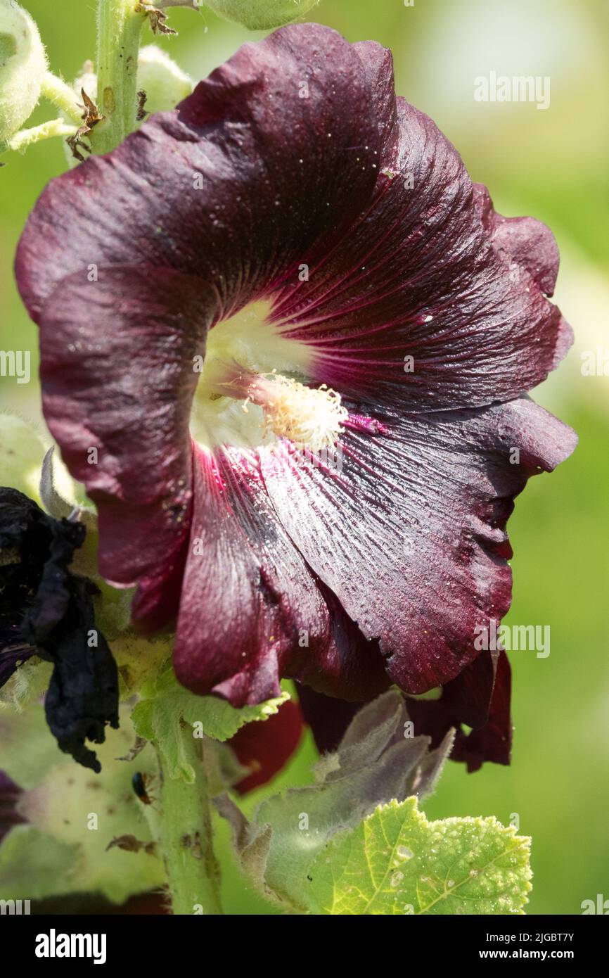 Alcea rosea 'Nigra' Flower, Hollyhock Stock Photo