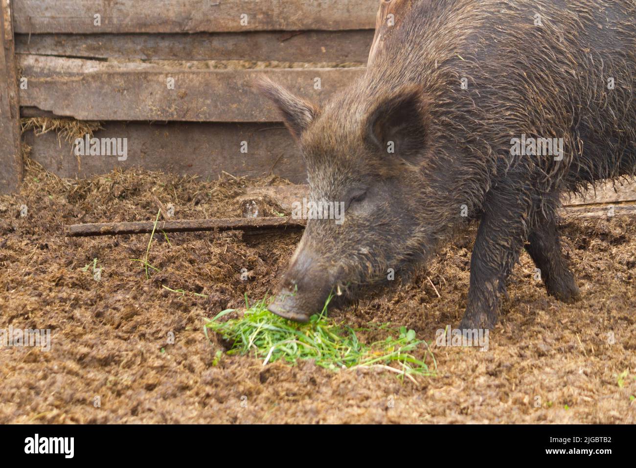 Wild boars in the mud Stock Photo - Alamy