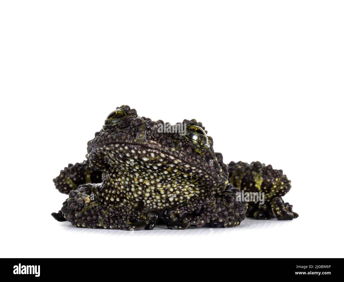 Mossy frog aka Theloderma corticale, sitting facing front. Isolated on a white background. Stock Photo
