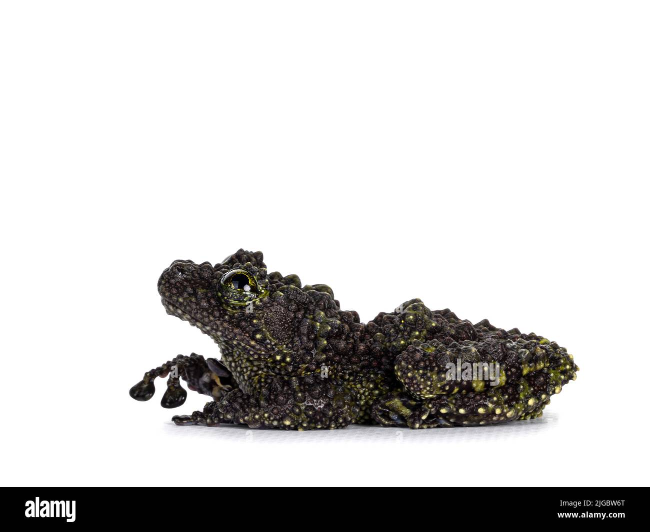 Mossy frog aka Theloderma corticale, sitting side ways. Isolated on a white background. One paw lifted in air. Stock Photo