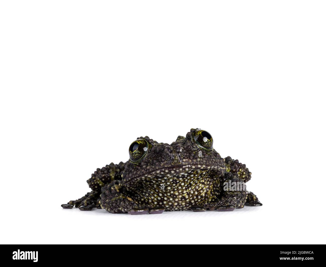 Mossy frog aka Theloderma corticale, sitting facing front. Isolated on a white background. Stock Photo