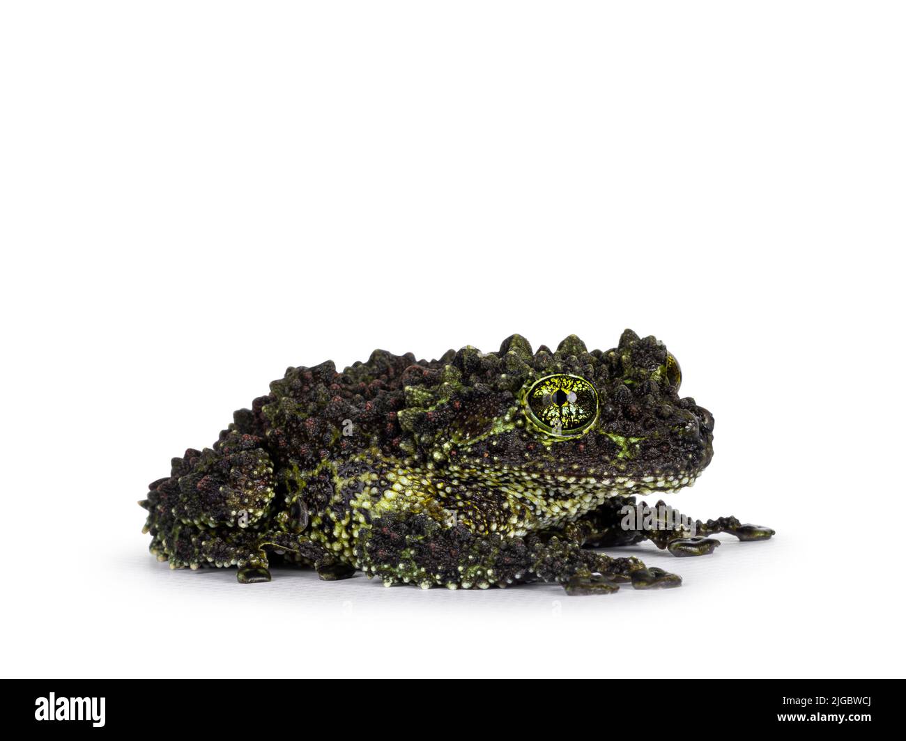 Mossy frog aka Theloderma corticale, sitting side ways. Isolated on a white background. Stock Photo