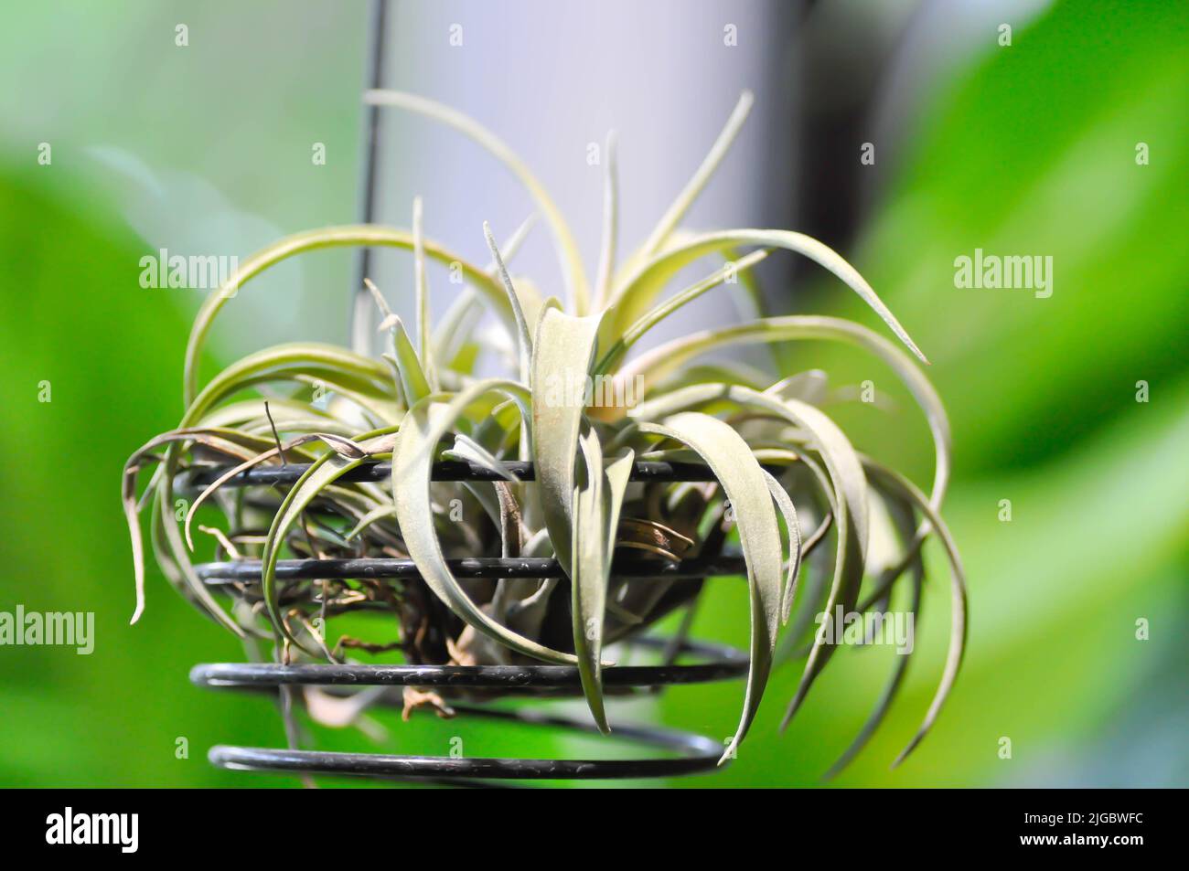 aechmea fasciata, bromeliaceae or Druid or Tillandsia ionantha, Tillandsia Ionantha Druid or Tillandsia ionantha curly leaf plant Stock Photo