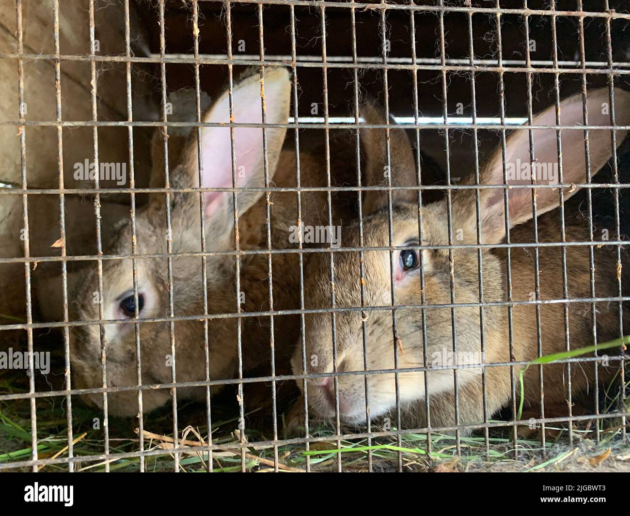 Funny rabbits in a cage Stock Photo Alamy
