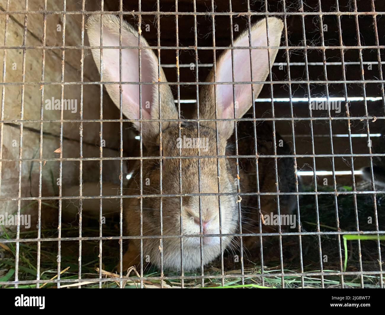Funny rabbits in a cage Stock Photo Alamy