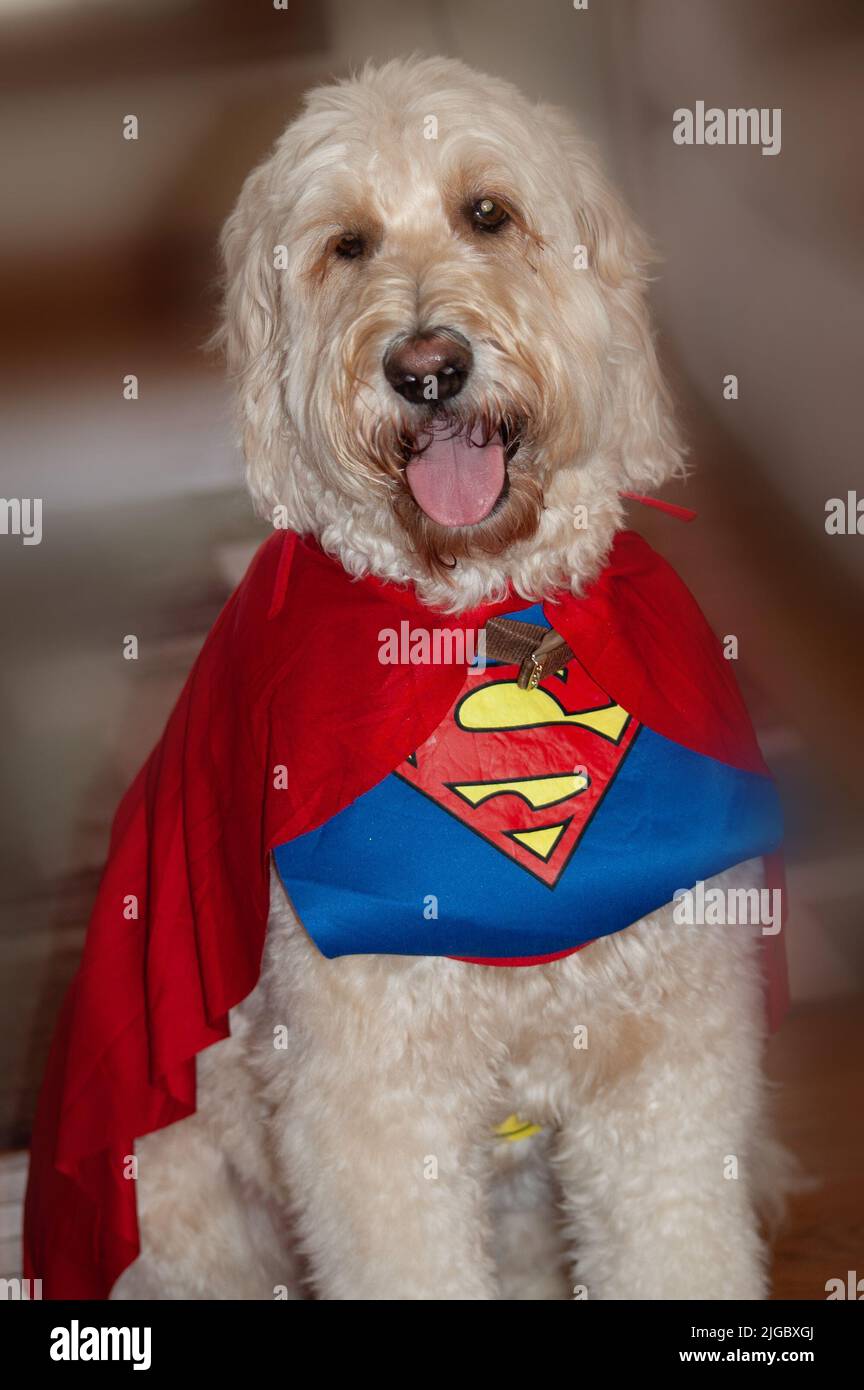 A smiling Goldendoodle dog sitting with a Superman costume on Stock Photo Alamy