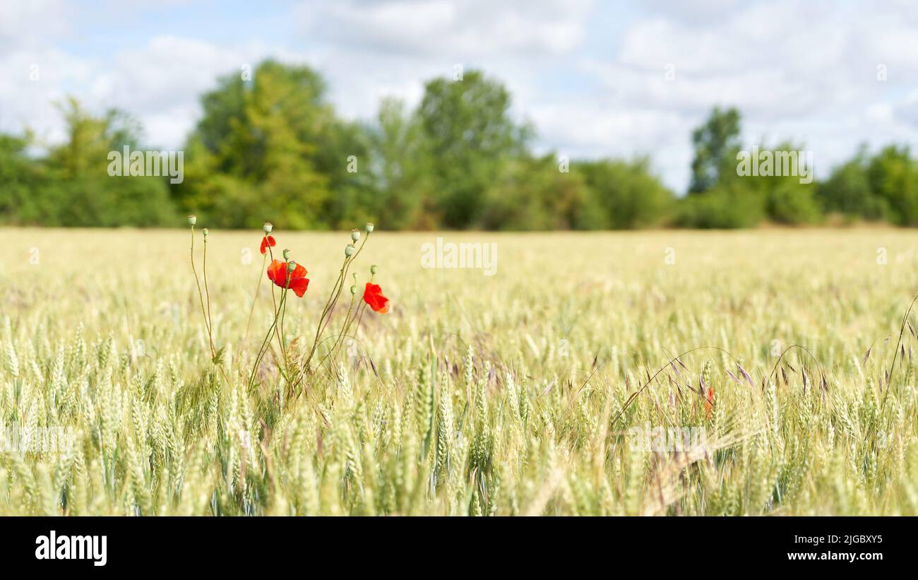 Flowering poppy in a field with malting barley in early summer Stock Photo