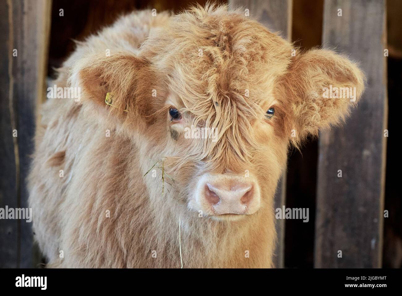 Scottish highland calf in the barn on the farm Stock Photo