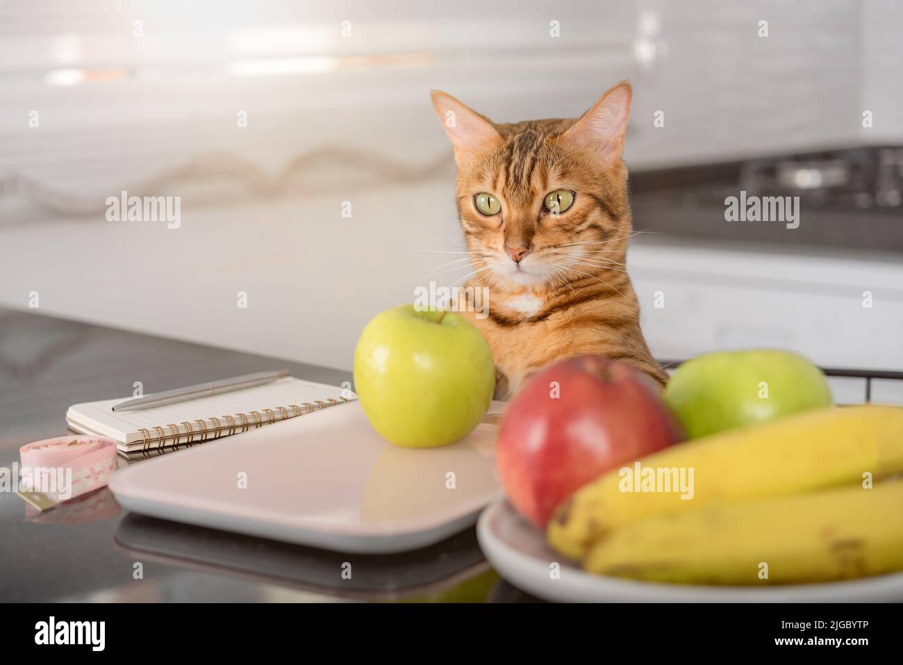 Bengal cat weighs an apple on a kitchen scale. Calorie counting for