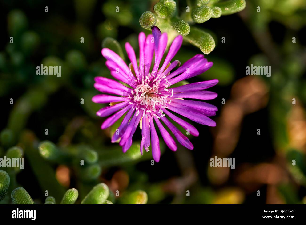 Close up of a Delosperma cooperi flower pink carpet or ice plant with petals of pink color and seeing in detail its stamens and pistils Stock Photo
